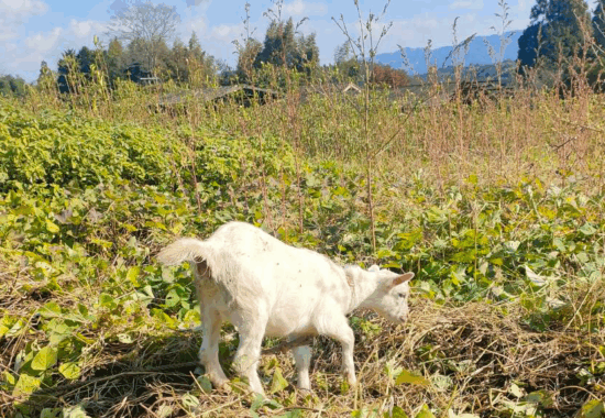 農業生産法人有限会社大分県農業研究所　大分県農業研究所　大分農研　おおいたのうけん　OITANOKEN　健祥爽喜　けんしょうそうき　kenshosoki　かち割り梅　桑　青梅　梅　赤紫蘇　紫蘇　糖尿病　二日酔い　飲み過ぎ　長寿