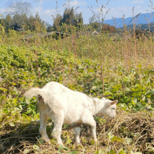 農業生産法人有限会社大分県農業研究所　大分県農業研究所　大分農研　おおいたのうけん　OITANOKEN　健祥爽喜　けんしょうそうき　kenshosoki　かち割り梅　桑　青梅　梅　赤紫蘇　紫蘇　糖尿病　二日酔い　飲み過ぎ　長寿
