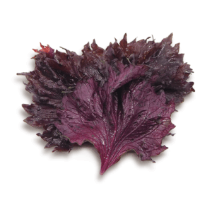 農業生産法人有限会社大分県農業研究所 大分県農業研究所 大分農研 おおいたのうけん OITANOKEN 健祥爽喜 けんしょうそうき kenshosoki かち割り梅 桑 青梅 梅 赤紫蘇 紫蘇 糖尿病 二日酔い 飲み過ぎ 長寿