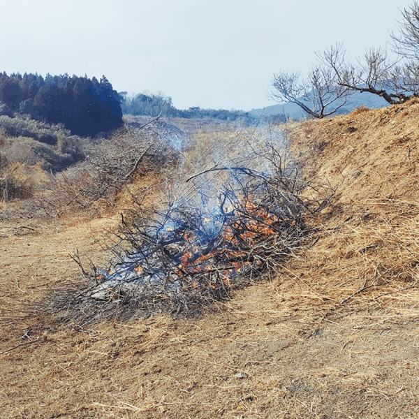 梅の木の伐採材焼却作業