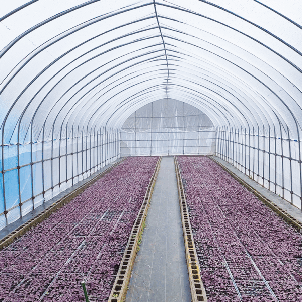 葉が芽吹き始める赤紫蘇