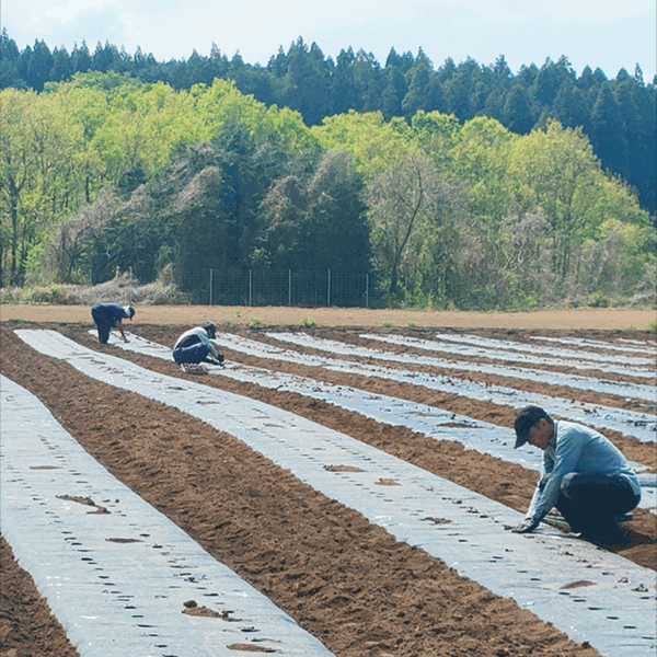 苗木植付け作業