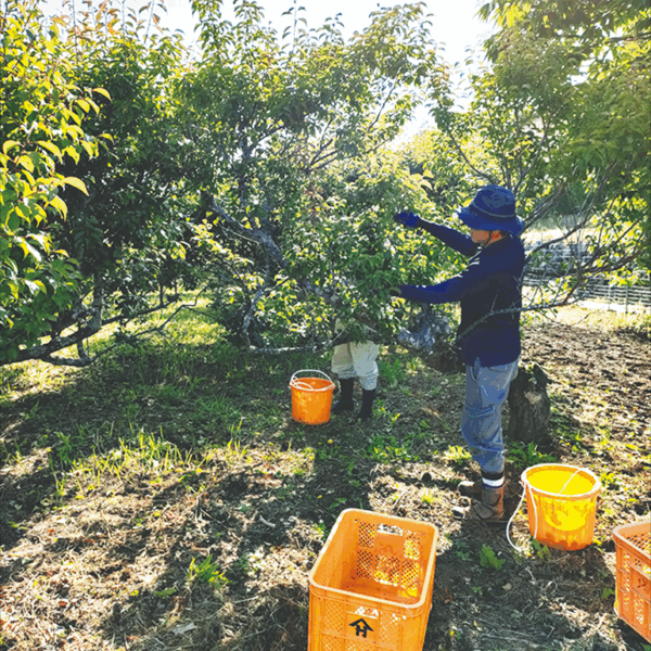 梅の実の収穫