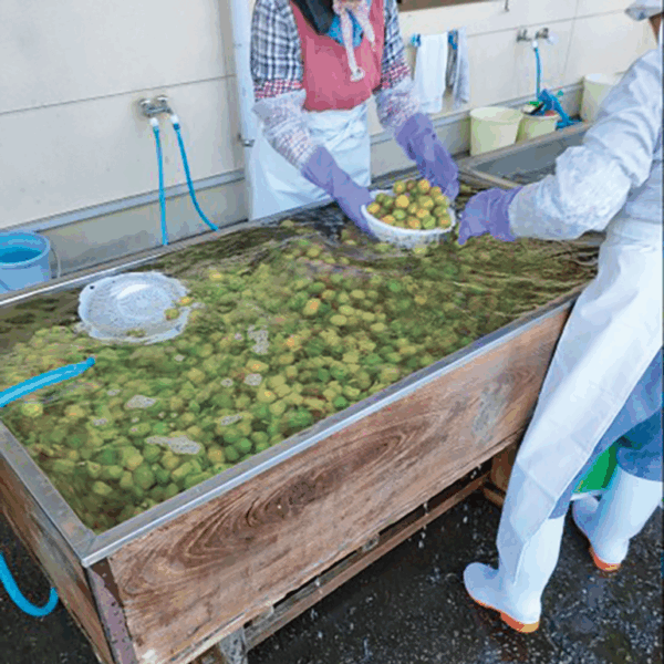 梅の実の洗浄作業