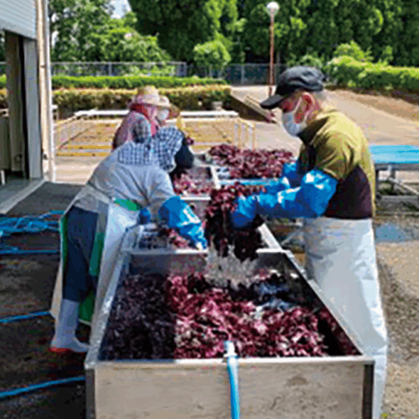 赤紫蘇の水洗作業