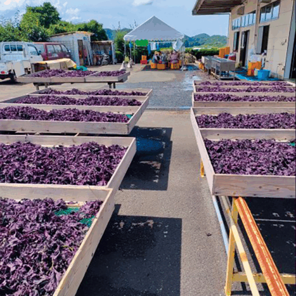 赤紫蘇の天日干し