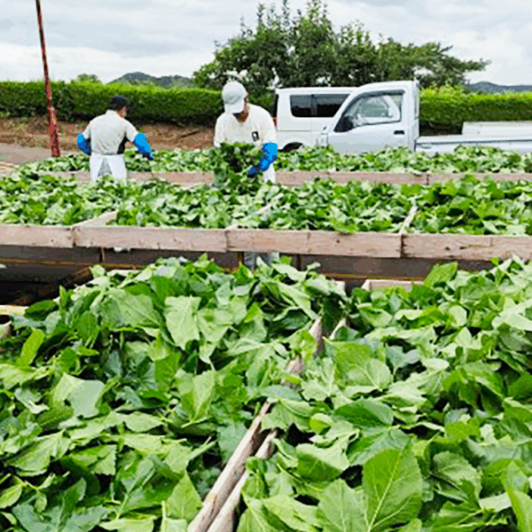 桑葉天日干し作業