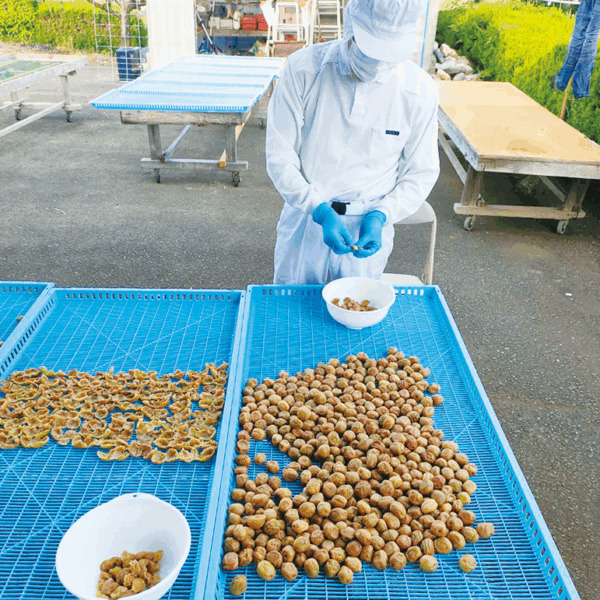 梅を梅肉と種に分ける